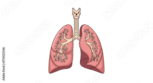 Detailed anatomical illustration of human lungs and trachea.
