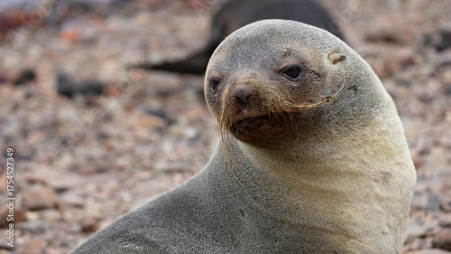 A feisty Antarctic Fur Seal barks directly at the camera in close up on the pebbled shore of Grytviken South Georgia Island while vocalizing.