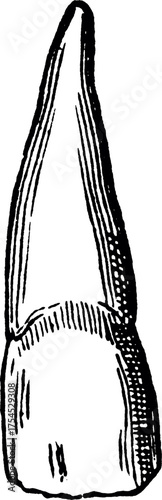 Incisor tooth drawing. Line drawing of human incisor teeth. Anatomy of incisor teeth. 