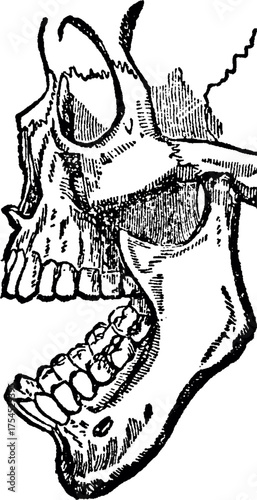 Human Jaw open mouth. Human Jaw Bone with Teeth Illustration. Dental Anatomy Medical Illustration Anatomy and Structure Study Resource. human teeth showing the upper and lower jaw. Human jaw outline. 