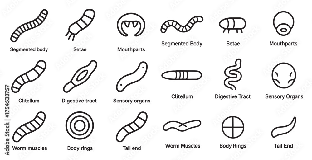 Naklejka premium Anatomy outline icons set – segmented, digestive, biology and structure symbols