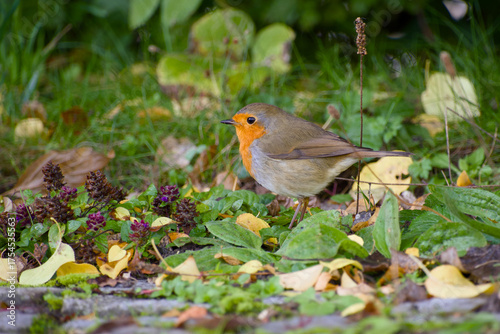 European robin is standing on the ground close-up	