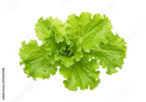 Fotografía Isolated fresh curly green lettuce for salad ingredient or a healthy food concep