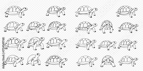 Collection of black and white line art illustrations depicting various tortoises in different poses, including walking and standing, on a transparent background.