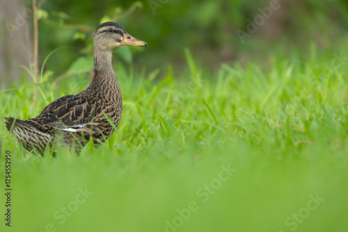 Juvenile Mallard Duck against Green Grass Background