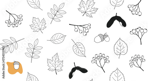 A collection of hand drawn autumn leaves and seeds.