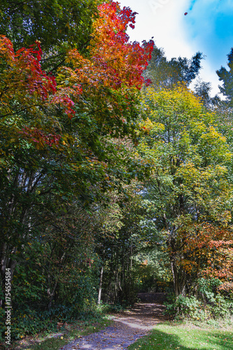 Colorful autumn leaves on trees in the forest