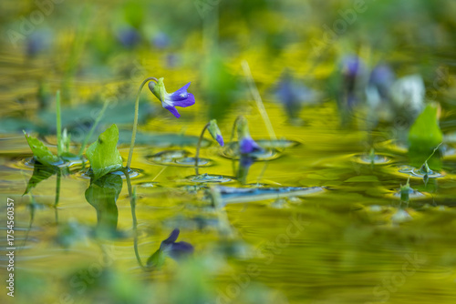 Marsh Blue Violet in puddle rain water with soft background of yellow, lime green grass