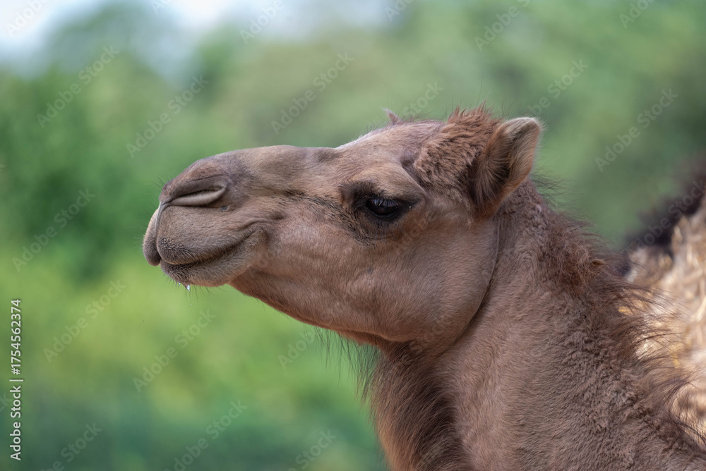 Fototapeta premium Camel Side Profile in Natural Light – Wildlife Portrait