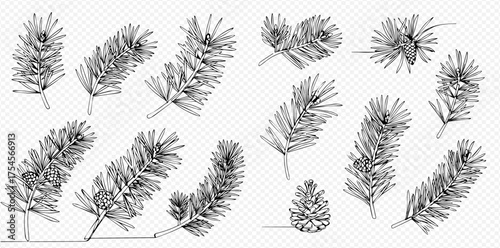 Detailed black and white line art illustrations of various pine tree branches and a solitary pine cone, perfect for winter and holiday designs.