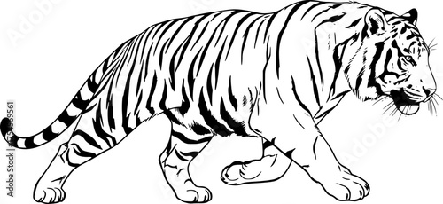 Running tiger drawing. It is a black and white outline image of a tiger in a running posture, showcasing its powerful and agile movement. Vector sketch line art draw