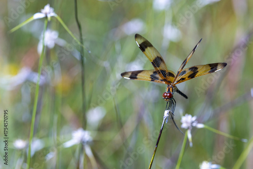 Halloween Dragonfly in Florida Everglades on soft floral flora background of yellow purple and lavender