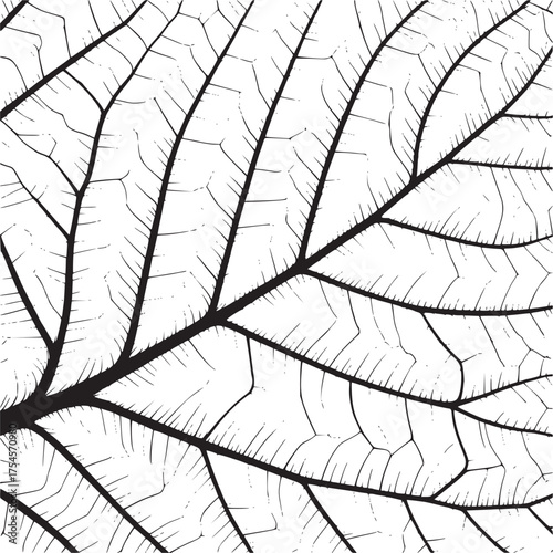 Vector art of closeup of a leaf vein structure