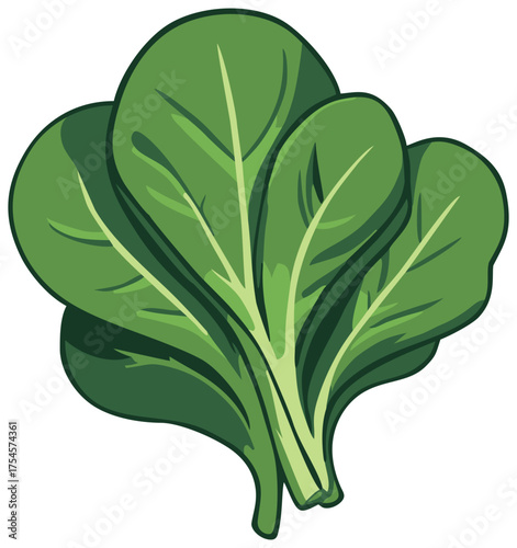 Fresh Spinach Vegetable Illustration. Editable Color Vector