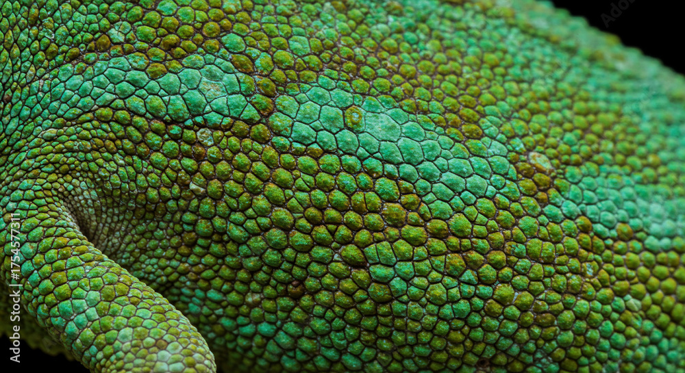 Fototapeta premium Detailed closeup of a chameleons green and brown skin with scale pattern