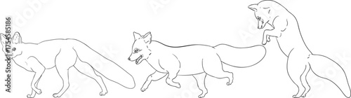 A line drawing of three foxes in dynamic poses—walking, trotting, and leaping—ideal for coloring pages, showcasing traditional hunting themes with detailed outlines.