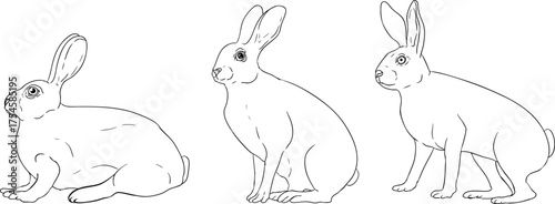 Three black-and-white line drawings of rabbits in different poses: lying, sitting, and standing, ideal for coloring.