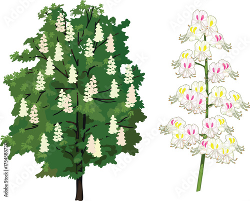 Flowering horse chestnut tree (Aesculus hippocastanum) and horse chestnut inflorescence isolated on white background