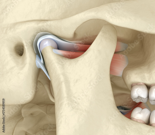 TMJ: The temporomandibular joints. Healthy occlusion anatomy. 3D illustration