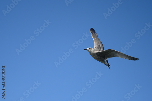 a flying seagull against the blue sky