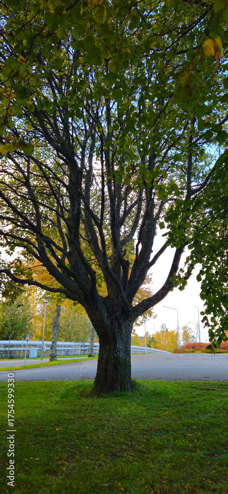 Obraz premium tree, nature, trees, autumn, fall, season, park, travel, yellow, landscape, road, forest, country, leaves, sky, green, rural, outdoors, leaf, street, asphalt, woods, way, countryside, scenic