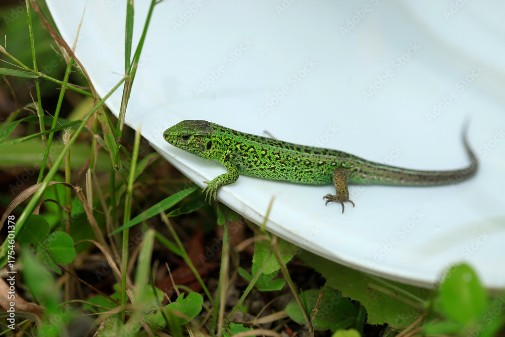 Fototapeta premium green lizard on a stone