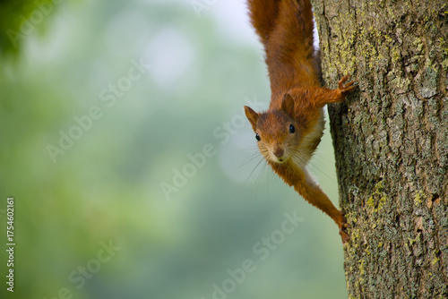 Red squirrel perched on tree trunk with blurred background
