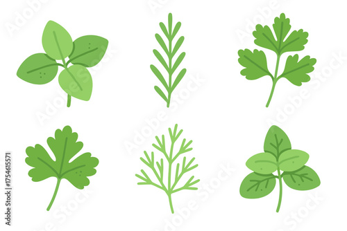 Assortment of fresh green culinary herbs basil parsley dill and rosemary leaves