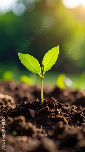 A vibrant green seedling with two cotyledon leaves emerges from dark soil under warm, soft sunlight