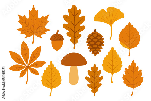 Detailed grouping of various autumn leaves, acorn, pine cone, and mushroom isolated on white
