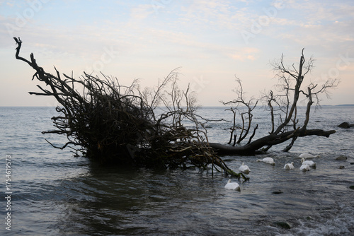 a fallen tree in the sea and swans