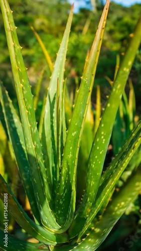 A close-up of a vibrant green succulent with spiky leaves basking in bright natural sunlight