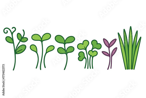 Assortment of fresh organic microgreens and young sprouts including radish, clover, and wheatgrass