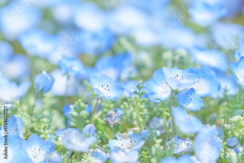 ネモフィラの花畑クローズアップ