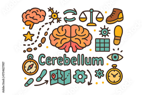Cerebellum Doodle Illustration. Cerebellum. Hand-drawn doodle illustration of Cerebellum. Brain outline,