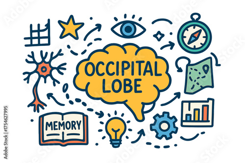 Occipital Lobe Doodle. Occipital lobe. Hand-drawn doodle illustration of Occipital lobe. Brain diagram, neuron