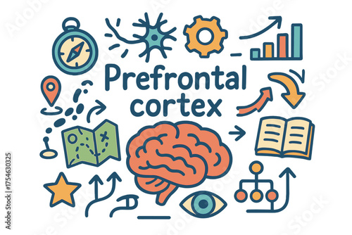Prefrontal Cortex Doodle. Prefrontal cortex. Hand-drawn doodle illustration of Prefrontal cortex. Brain