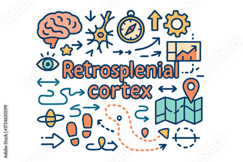 Retrosplenial Cortex Doodle. Retrosplenial cortex. Hand-drawn doodle illustration of Retrosplenial cortex.