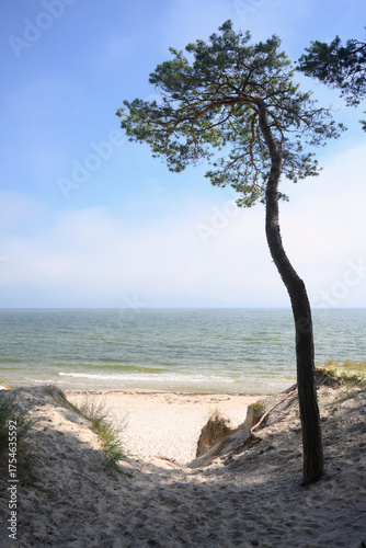lonely tree on the beach