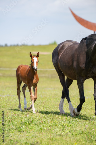 Adorable baby horse in meadow