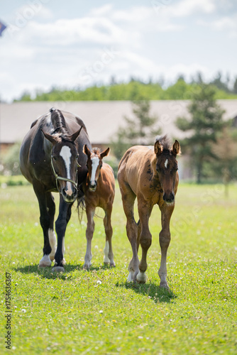 Adorable baby horse in meadow