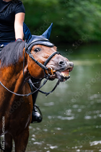 Horse reacting with comical expression