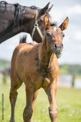 Adorable baby horse in meadow