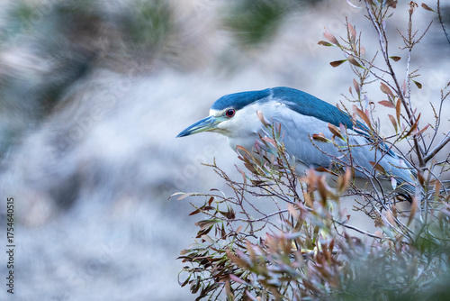 Black Crowned Night Heron Bird on Wax Myrtle Bush Huntington Beach State Park, Murrells Inlet, South Carolina