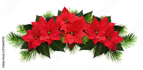 Red poinsettia flowers and ...