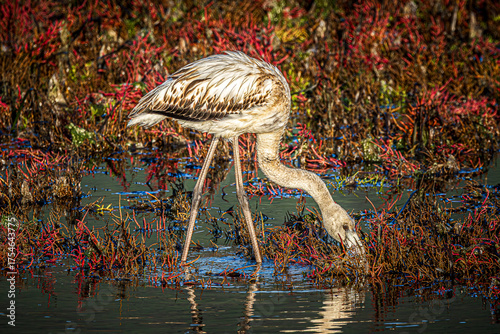 flamingo in the water