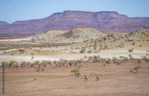 Three Angola giraffes (Giraffa giraffa angolensis) in dry desert landscape with table mountains, Damaraland, Kunene, Namibia