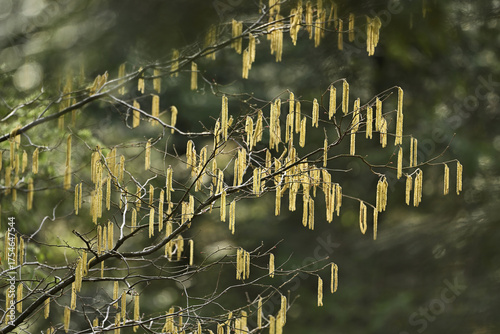 Flower catkins from the hazelnut bush (Corylus avellana)