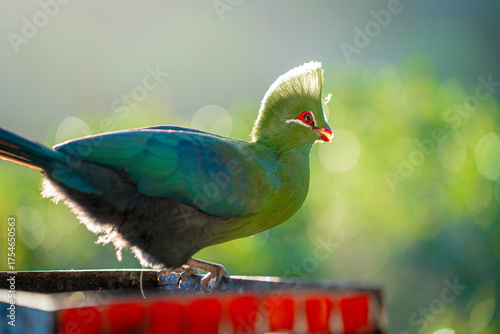 A beautiful Guinea Turaco in the morning light