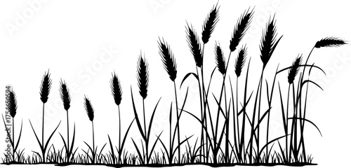 Wheat grain agriculture harvest growth field plant silhouette vector illustration
